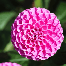 Dahlia Seeds