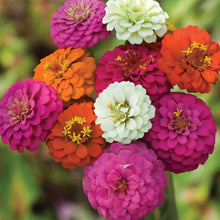 Zinnia Seeds