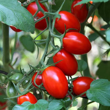 Cherry Tomato Seeds