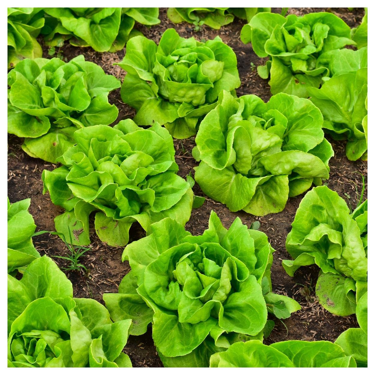 Lettuce Seeds  up to 50%