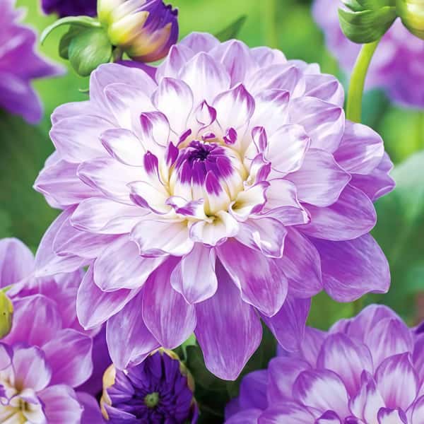 Dahlia Seeds up to 50%