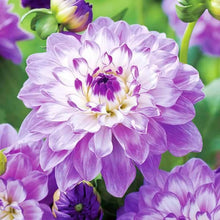 Dahlia Seeds