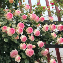 Climbing Rose Seeds