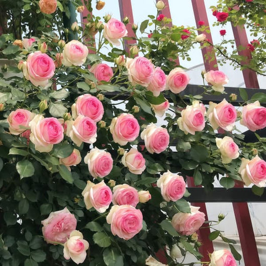 Climbing Rose Seeds