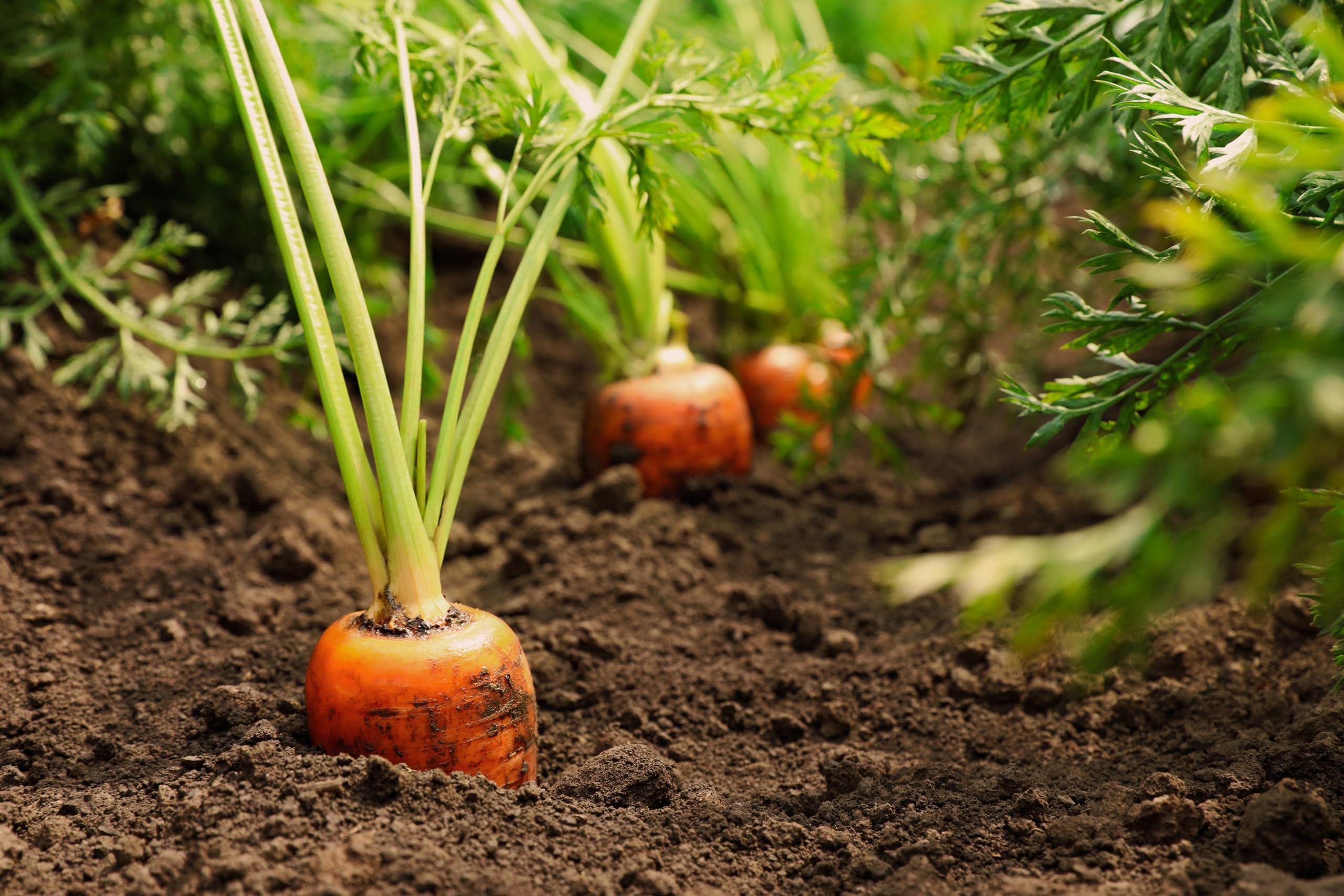 Carrot seeds up to 50%
