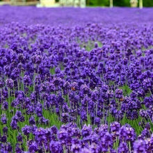 Lavender Seeds