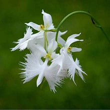 Egret Orchid Seeds
