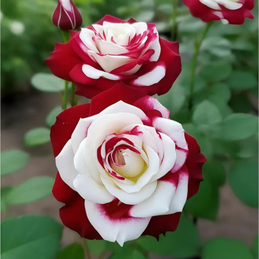 Multicolor Rose Seeds
