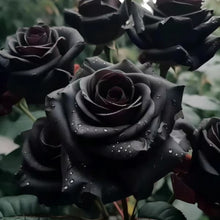 Black Rose Seeds