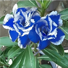 Desert Rose Flower Seeds