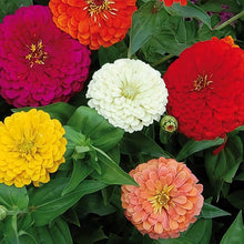 Zinnia Seeds
