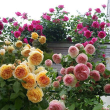 Climbing Rose Seeds