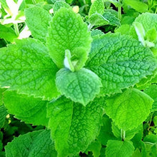 Mint Seeds