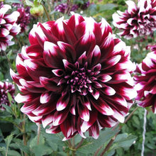 Dahlia Seeds