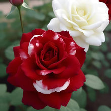 Multicolor Rose Seeds