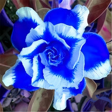 Desert Rose Flower Seeds