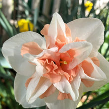 Narcissus Seeds - Mixed Colors