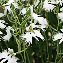 Egret Orchid Seeds