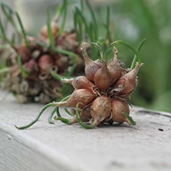 Garlic seeds up to 50%