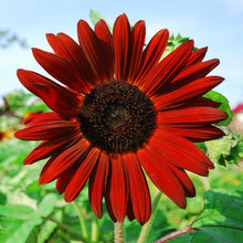 Sunflower Seeds