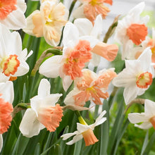 Narcissus Seeds - Mixed Colors