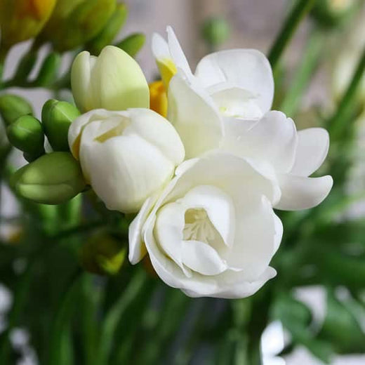 Jasmine Flower Seeds