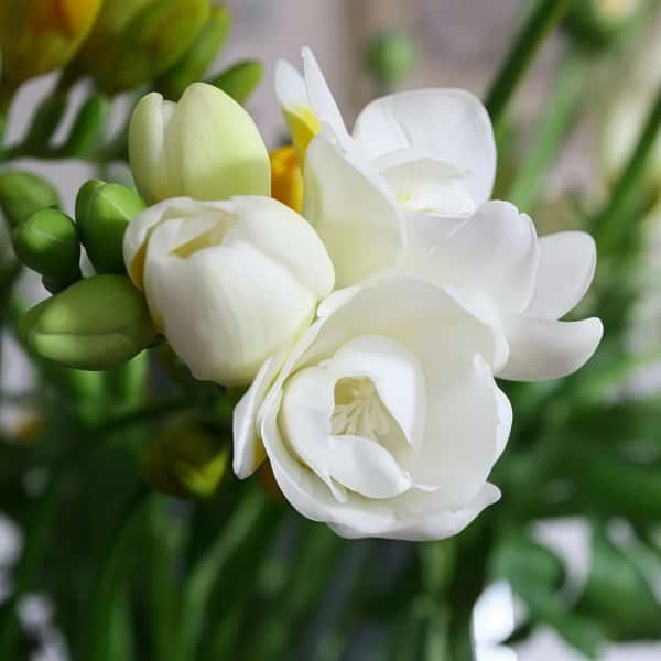 Jasmine Flower Seeds  up to 50%
