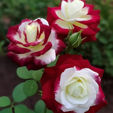 Multicolor Rose Seeds