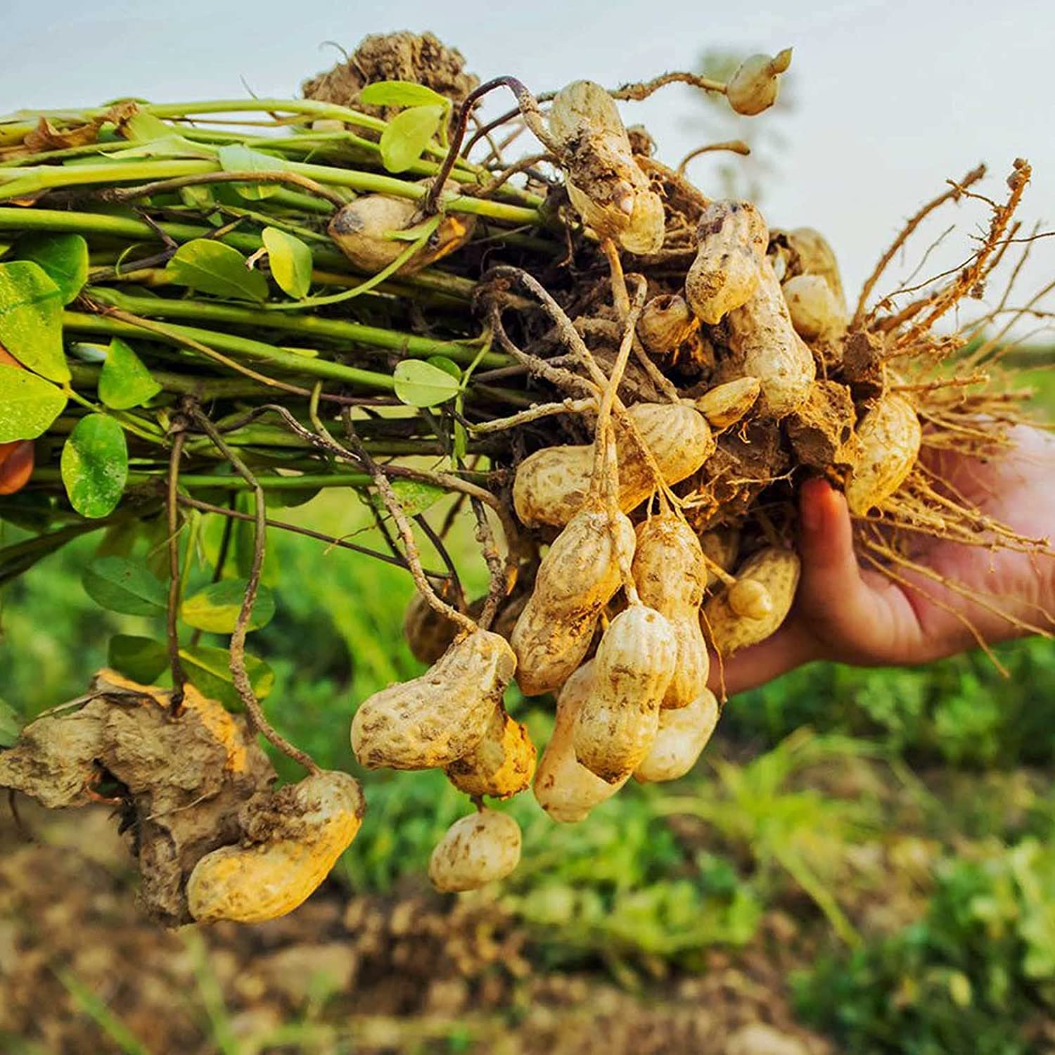 Peanut Seeds up to 50%