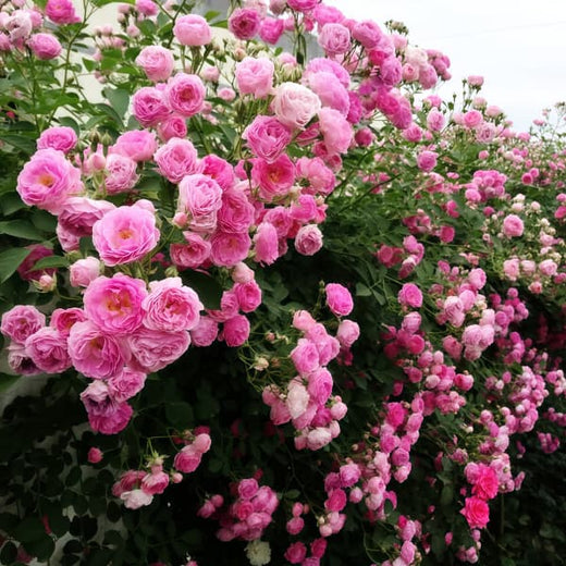 Climbing Rose Seeds