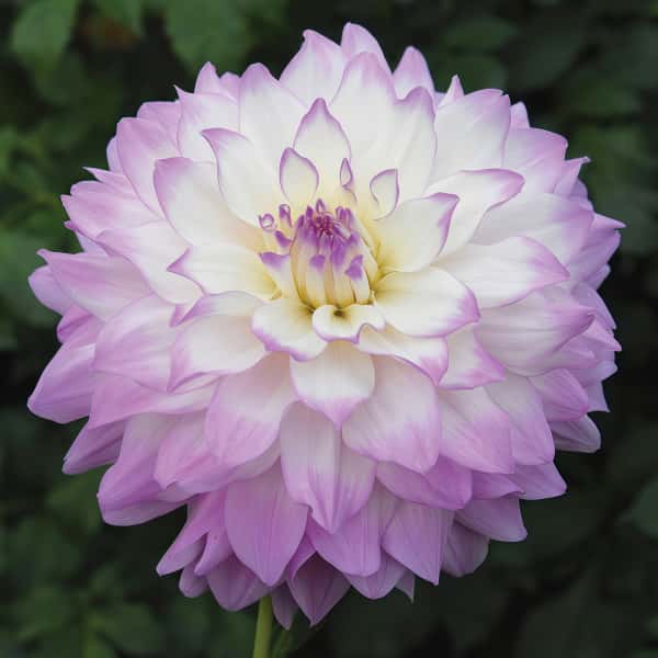 Dahlia Seeds up to 50%