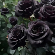 Black Rose Seeds