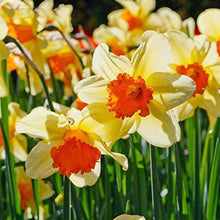 Narcissus Seeds - Mixed Colors