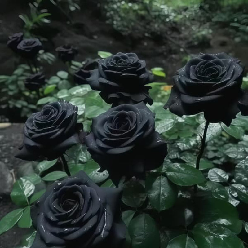 Black rose up to 50%