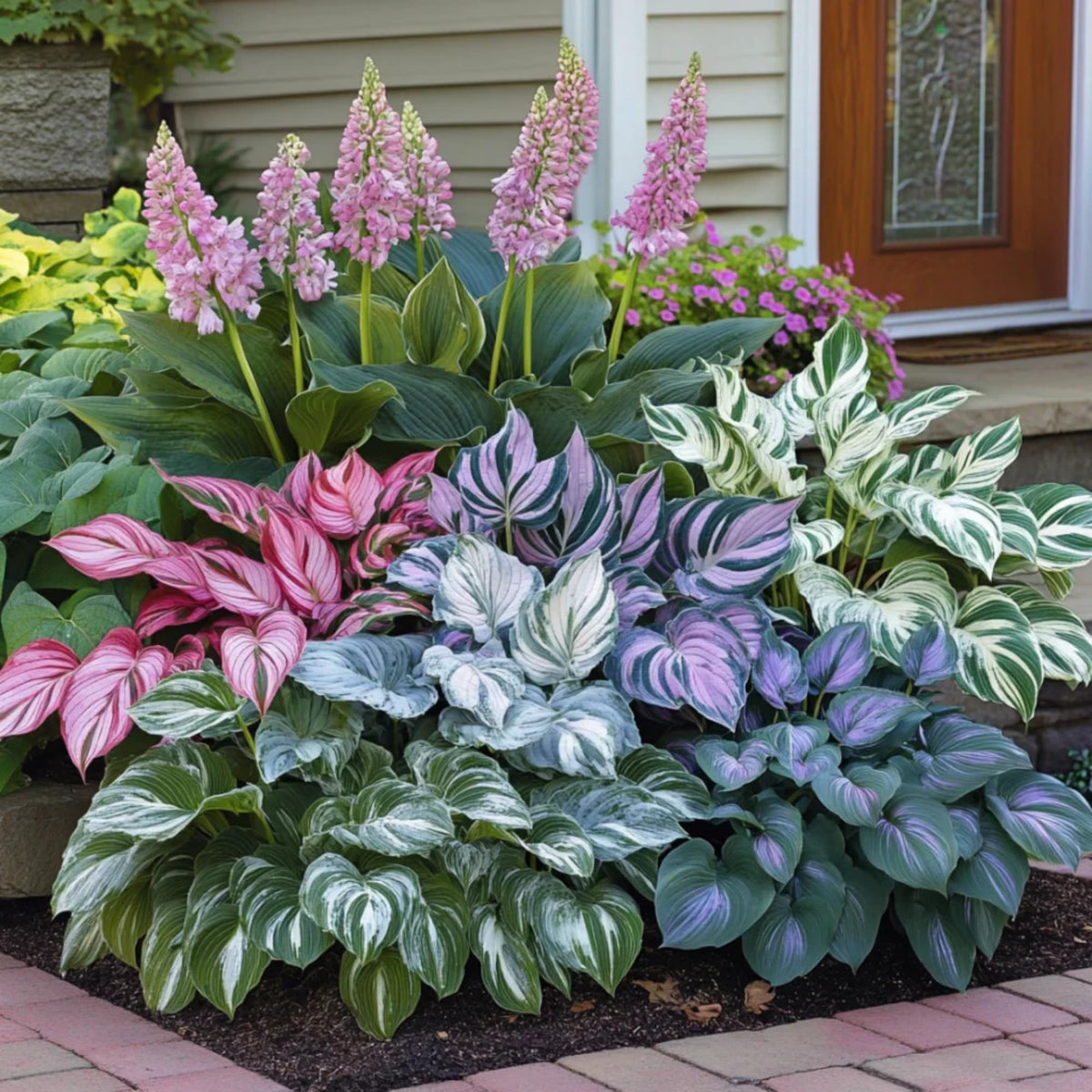Hosta Seeds - Mixed