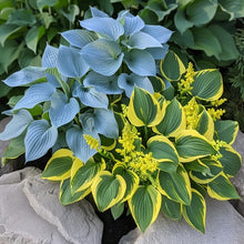Hosta Seeds - Mixed