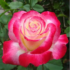 Double Delight Rose Seeds