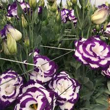 Eustoma Seeds - White Blue