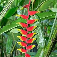 Heliconia Rostrata Plant Seeds up to 50%