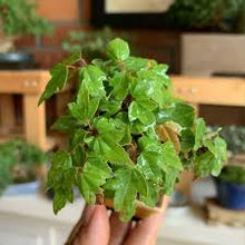 Frankincense Tree Seeds