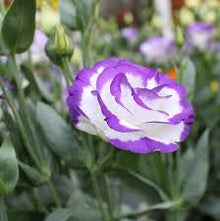 Eustoma Seeds - White Blue
