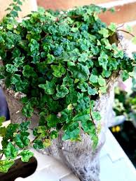 Frankincense Tree Seeds