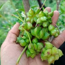 Star Anise Seeds