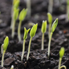 Babys Breath Seeds