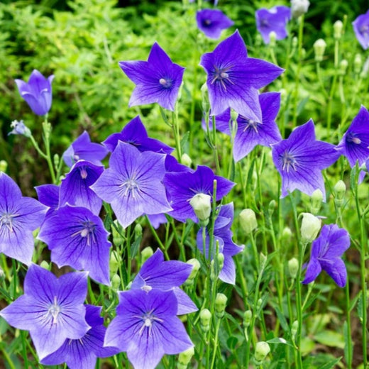 Balloon Flower Seeds