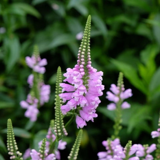 Physostegia Virginiana Seeds