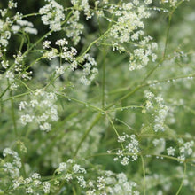 Babys Breath Seeds
