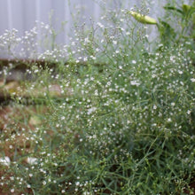 Babys Breath Seeds