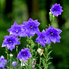 Balloon Flower Seeds