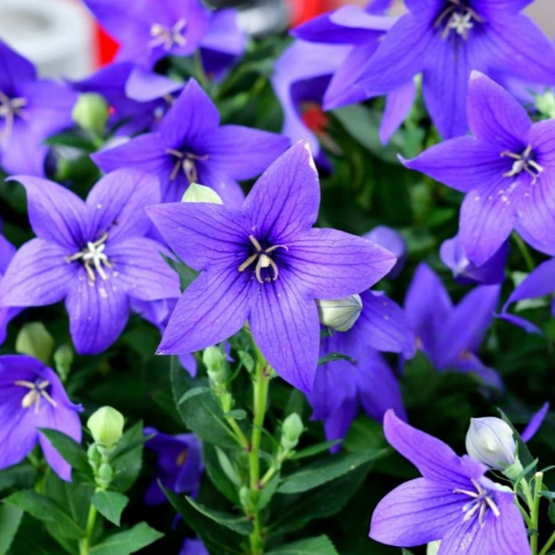Platycodon Grandiflorus Seeds up to 50%